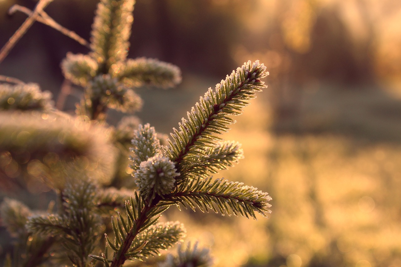 erfahren sie in unserem umfassenden lernprogramm zur ökologie, wie ökosysteme funktionieren, die biodiversität erhalten bleibt und wie der mensch mit der natur im einklang leben kann.