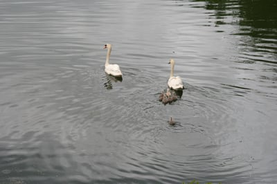 Familienausflüge im Freien: Die besten Tipps für einen unvergesslichen Tag in der Natur